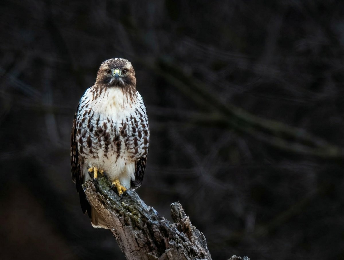 Henry Hintermeister tweet media