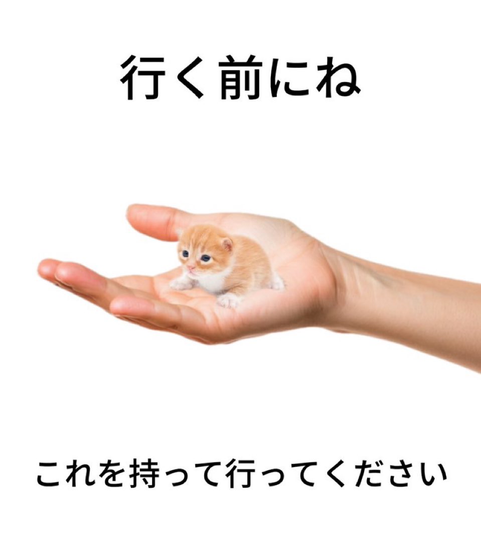 せいちゃん₍^.ˬ.^₎ tweet media