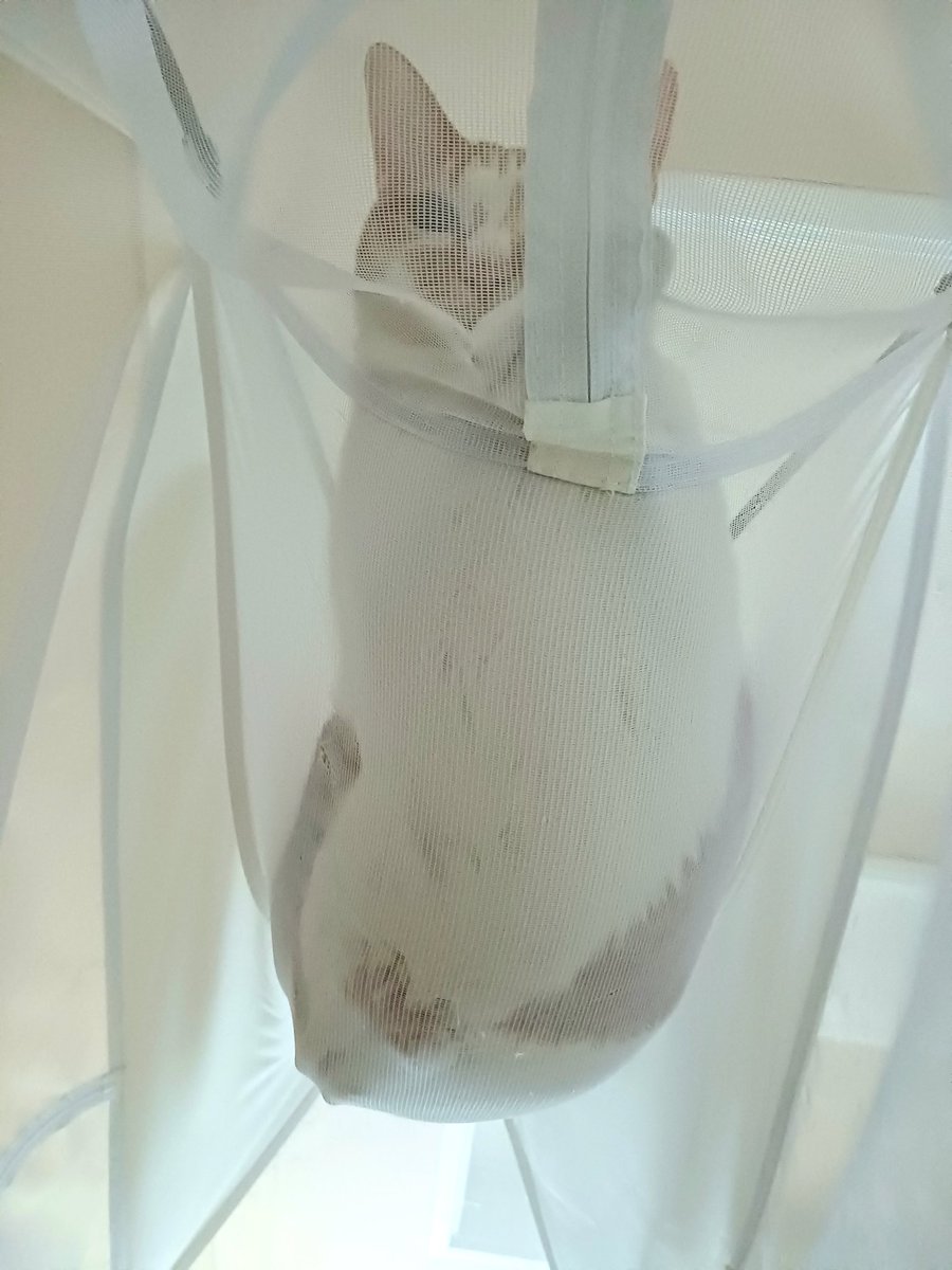 탱자(냥이) tweet media