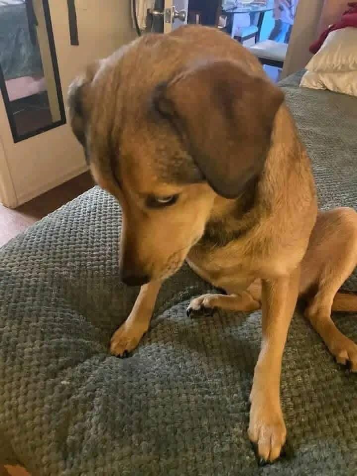 Puppies 🐶 tweet media