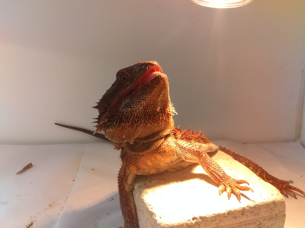 Moz_Spikyfam's tweet image. あぁ〜
気持ちええなぁ✨

#フトアゴヒゲトカゲ
#ダークレッド
#RM100