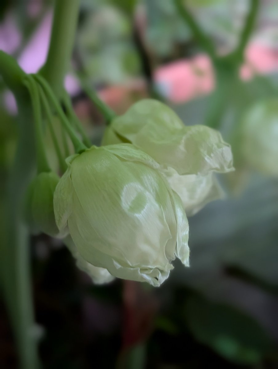 八角蓮…成長記録
花が咲きました✨これ以上は開かない気がします
花は見えなくても、大きな葉に隠れていてもそこで綺麗に咲くのですね😌
見えなくても自分のやるべき事を一生懸命にやる…人にも通じますね😊
土曜日お疲れ様でした