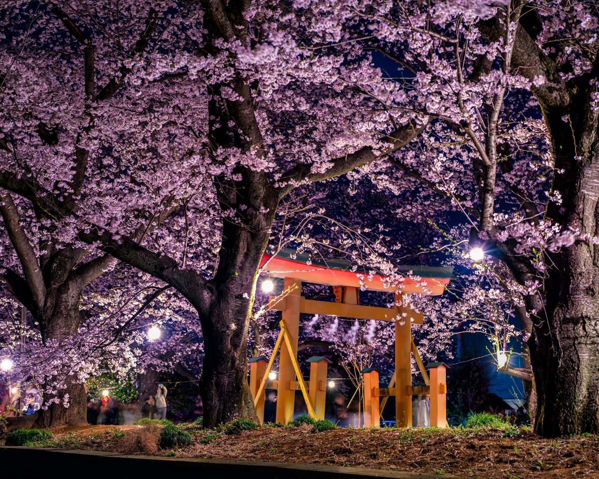 桜井＠レヴォーグ tweet media