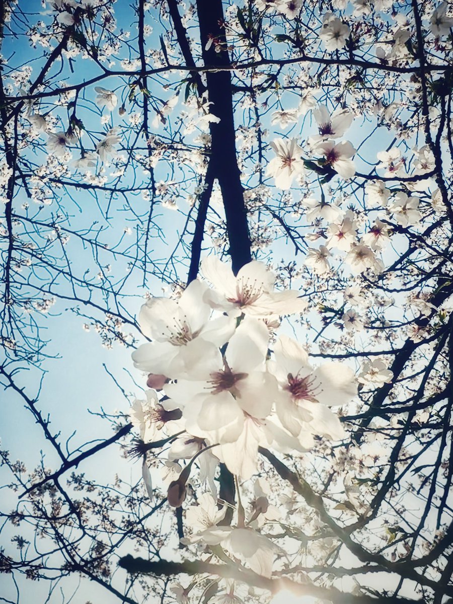 Aurelio Asiain🗣️ tweet media