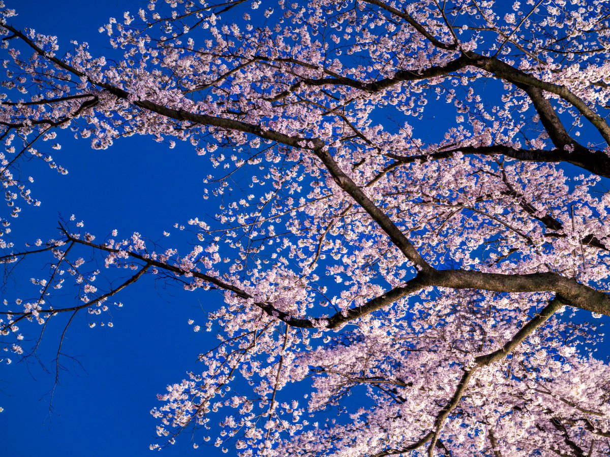 桜井＠レヴォーグ tweet media