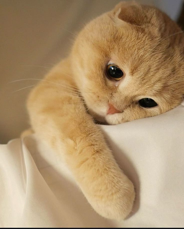 Dector Nora 🍫💸 tweet media