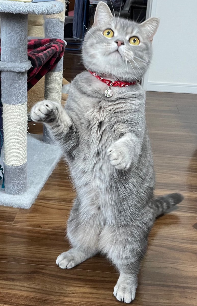 くるん tweet media