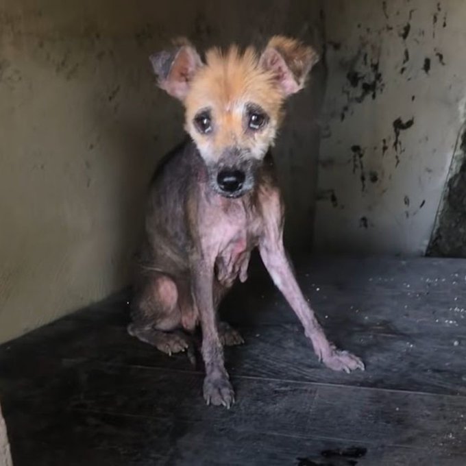 AmaregarDefensoraAnimalista, EcoFeminista tweet media