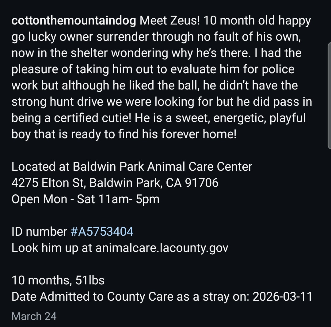 Foster a shelterpet at ZERO COST🐾 tweet media