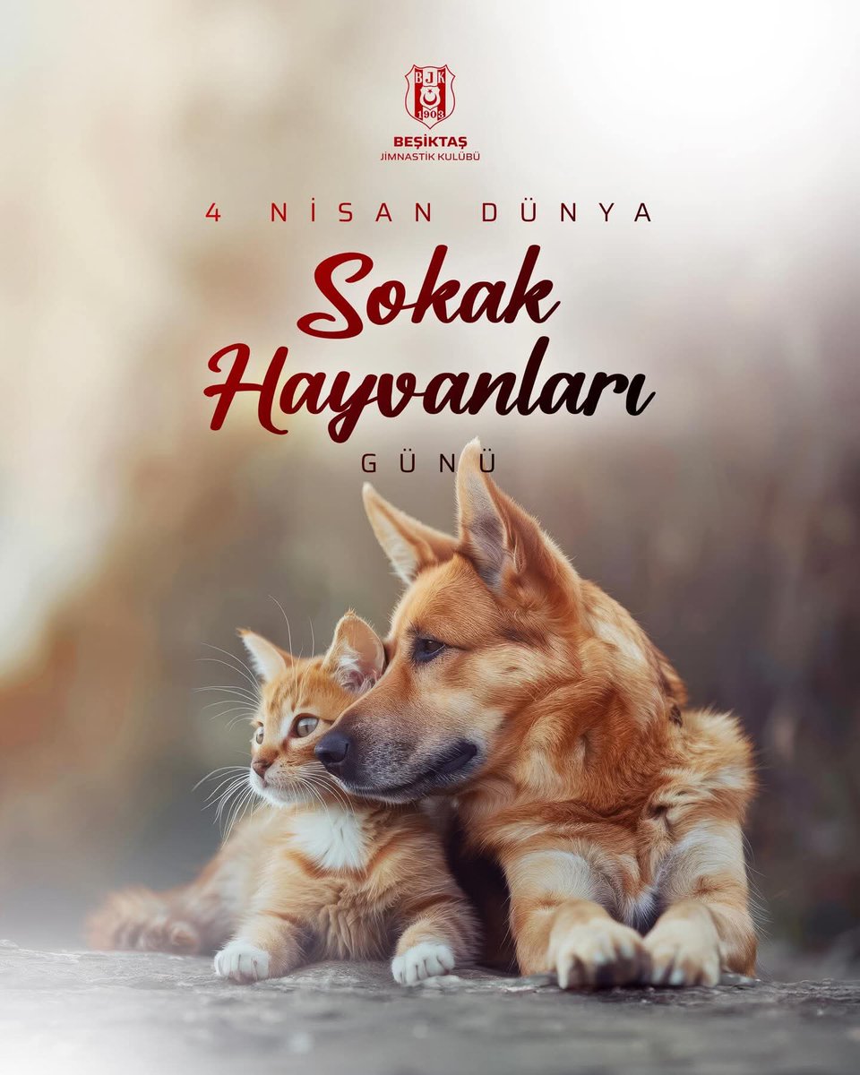 mbaranbjk's tweet photo. Sokak hayvanları hepimizin!

Onlara her yerde sahip çıkalım, koruyalım. 🐶🐈

#DünyaSokakHayvanlarıGünü https://t.co/TOntfHemY5