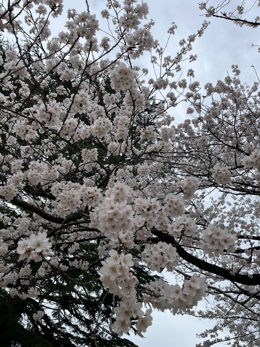 pikkoro0's tweet photo. 🧘本日のムスコ修行🧘

階段競走&amp;ジャンプ

この後、桜の木の下で
ワイはこれを5回
繰り返すことをまだ知らない🤦‍♀️
満開は明日がピーク？
みんな行きましたかね？🌸 https://t.co/PZuqrSDzYK