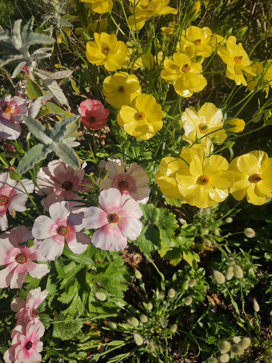 桜花(山登り大好き芸人🗻/駄洒令子🌸) tweet media