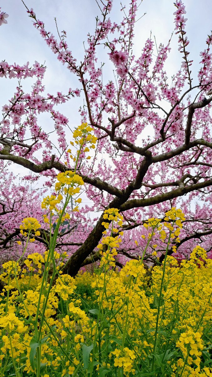 やまちゃ tweet media