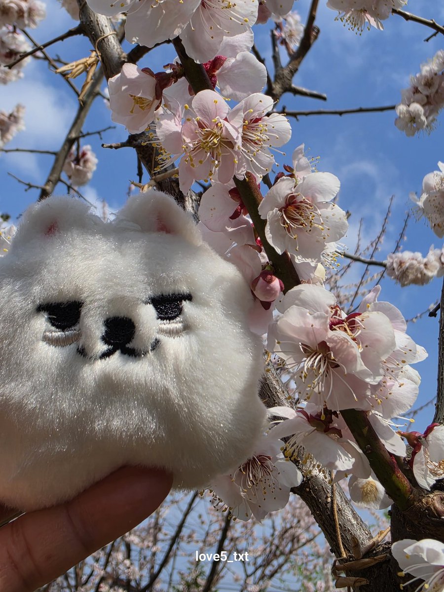 숩또🩵 tweet media