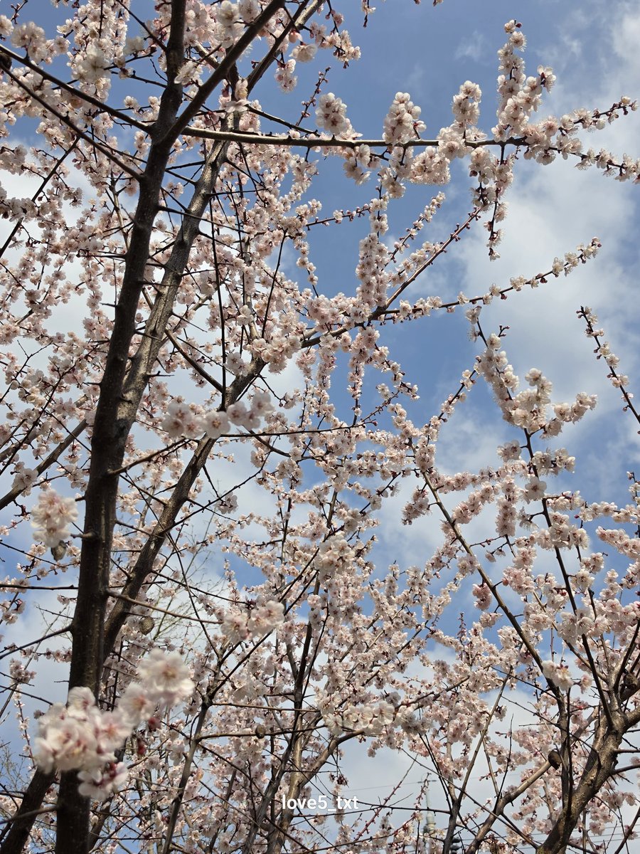 숩또🩵 tweet media