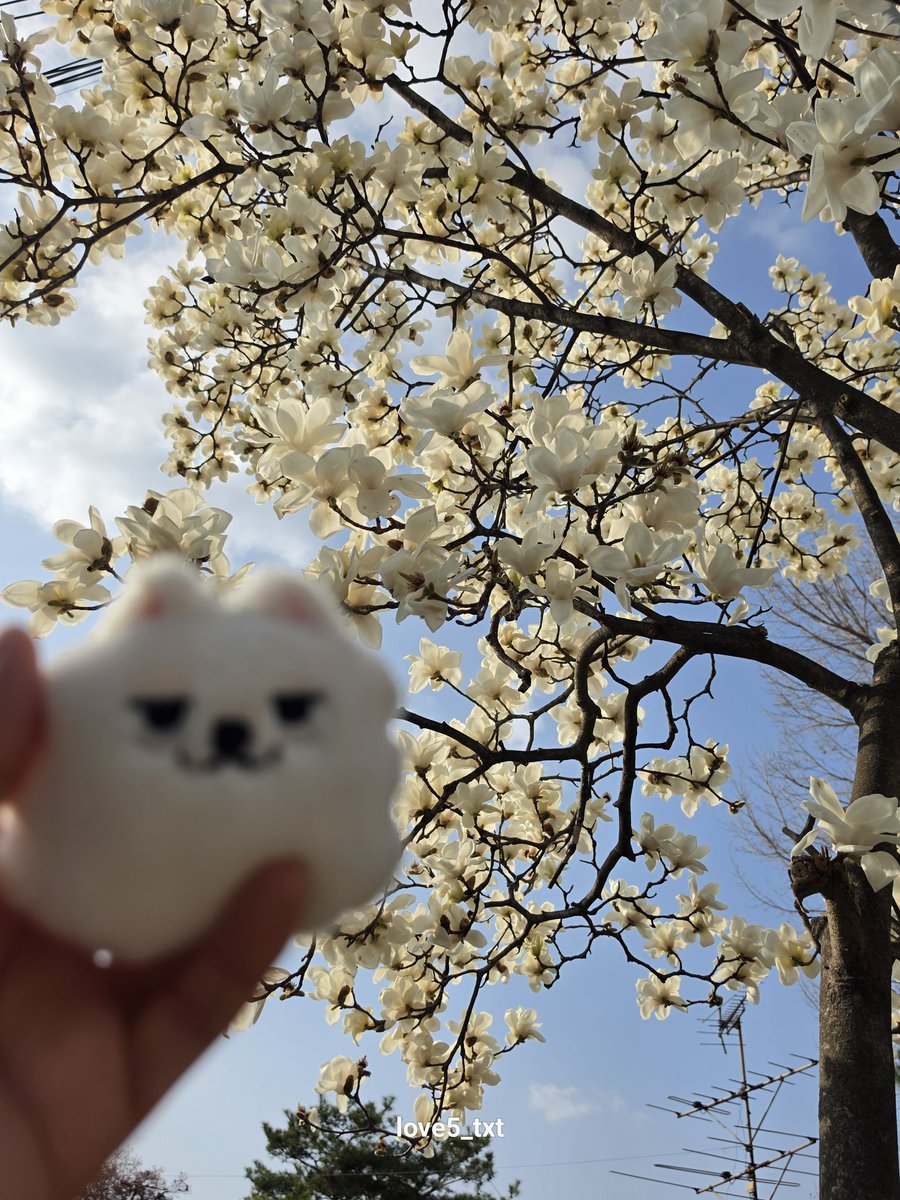 숩또🩵 tweet media