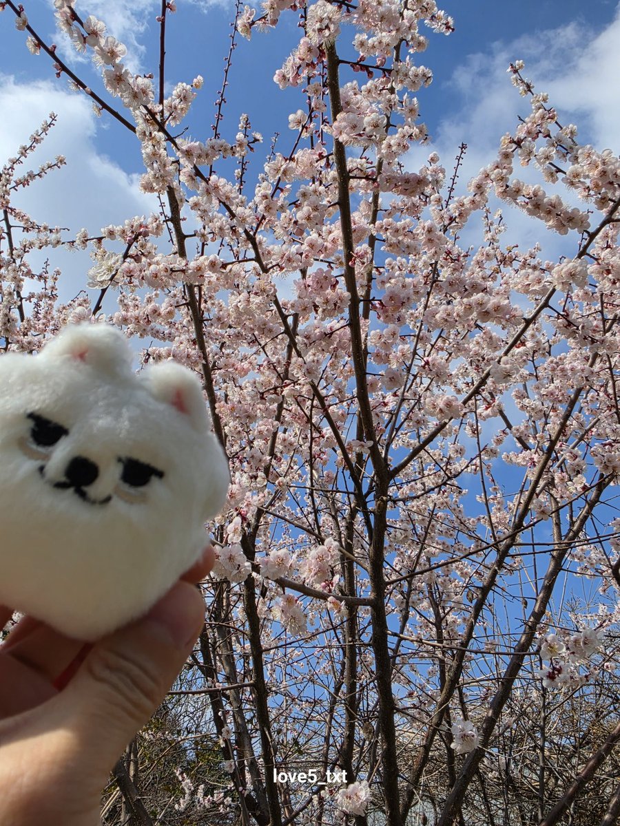 숩또🩵 tweet media