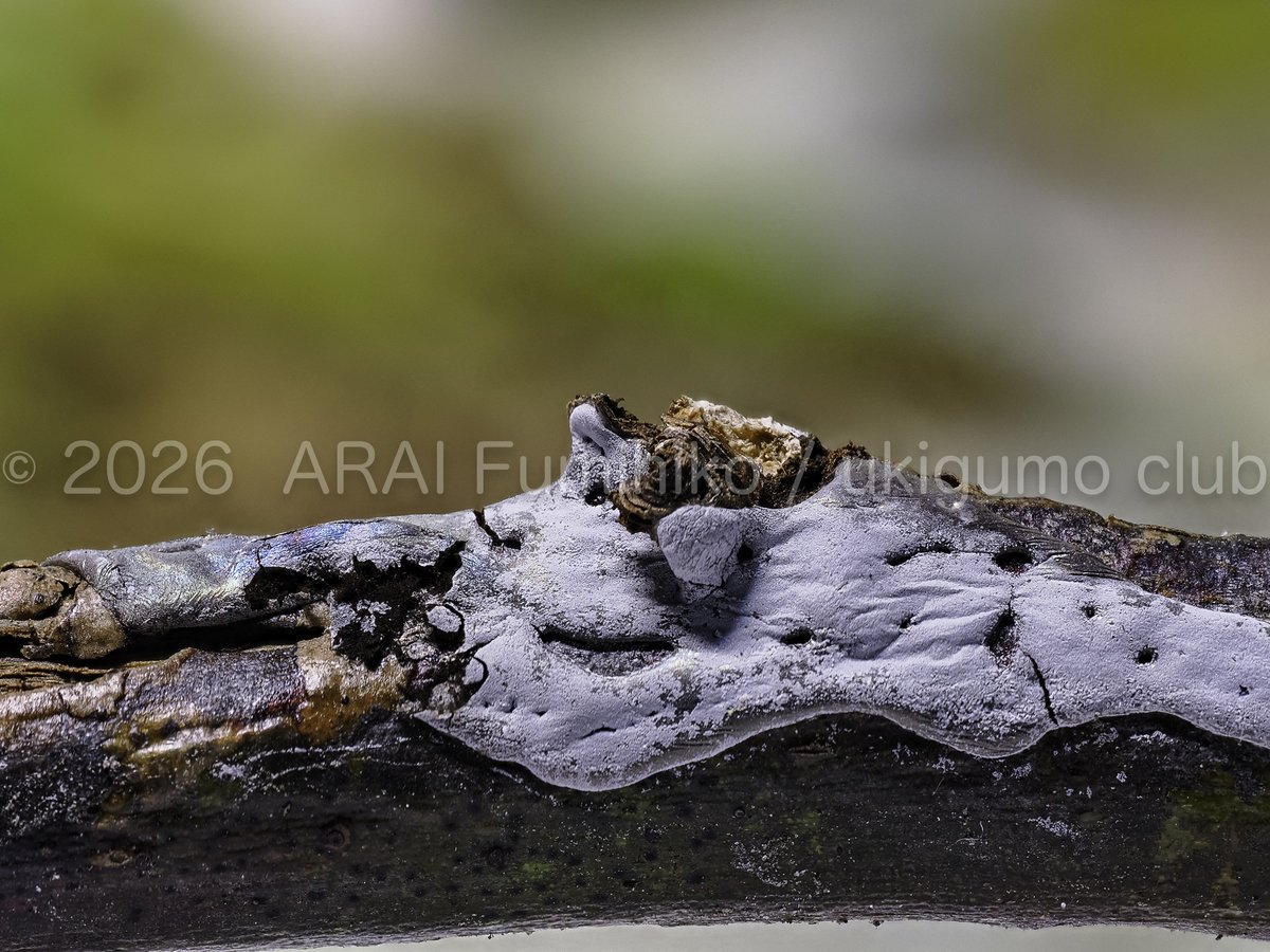 新井文彦 tweet media