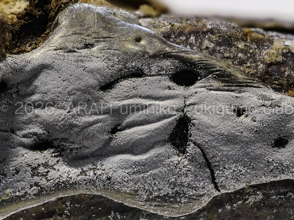 新井文彦 tweet media