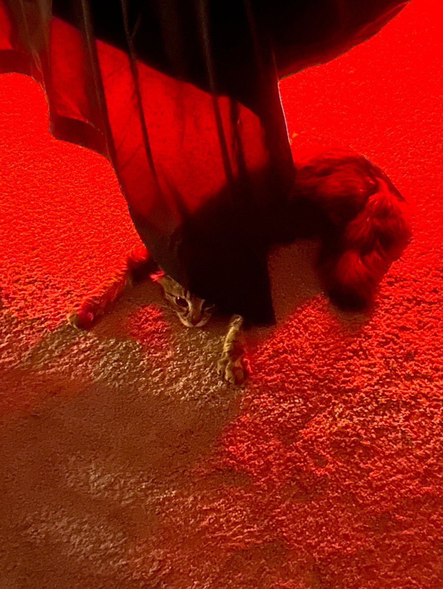 rev 😻 tweet media