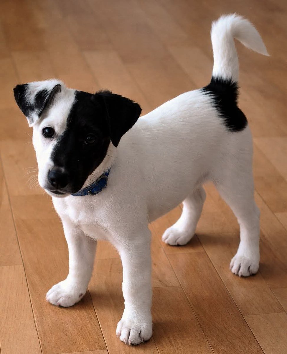 Doglover tweet media