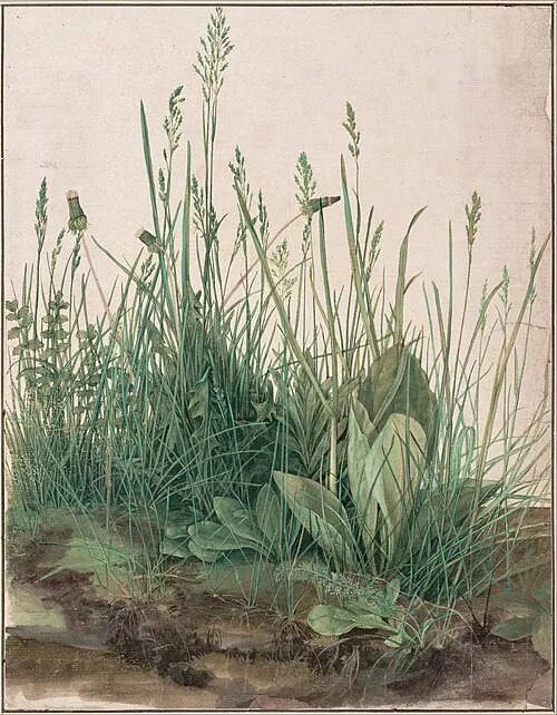 FabrizioBaldas6's tweet photo. A great piece of turf (Dürer) is taking shape #envhistory #envhist #histsci #arthist #plantstudies #veglife https://t.co/PCNpj8tHLV