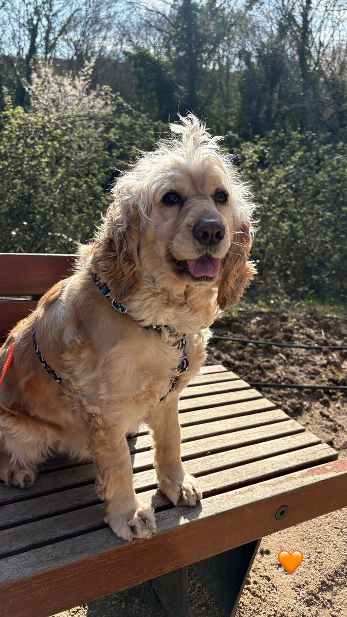 animallover tweet media