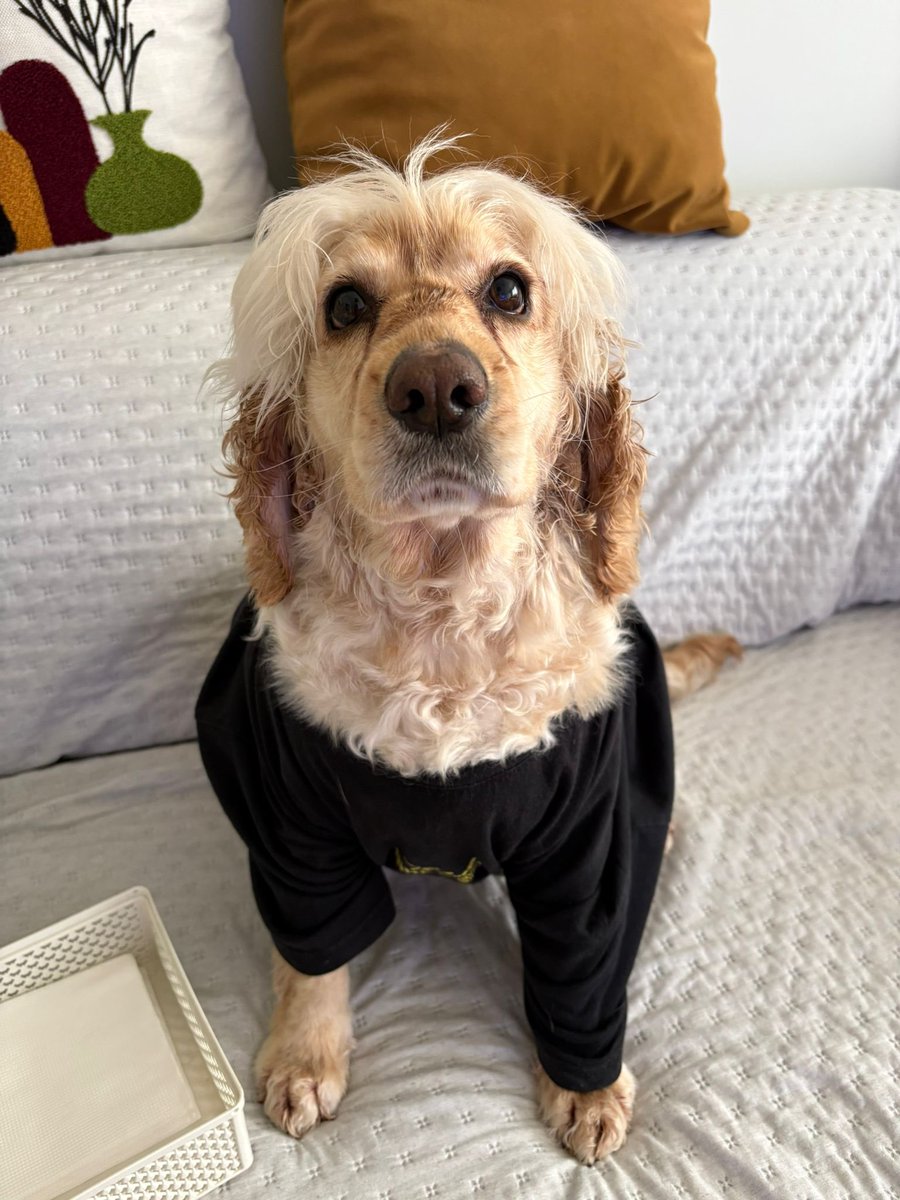 animallover tweet media