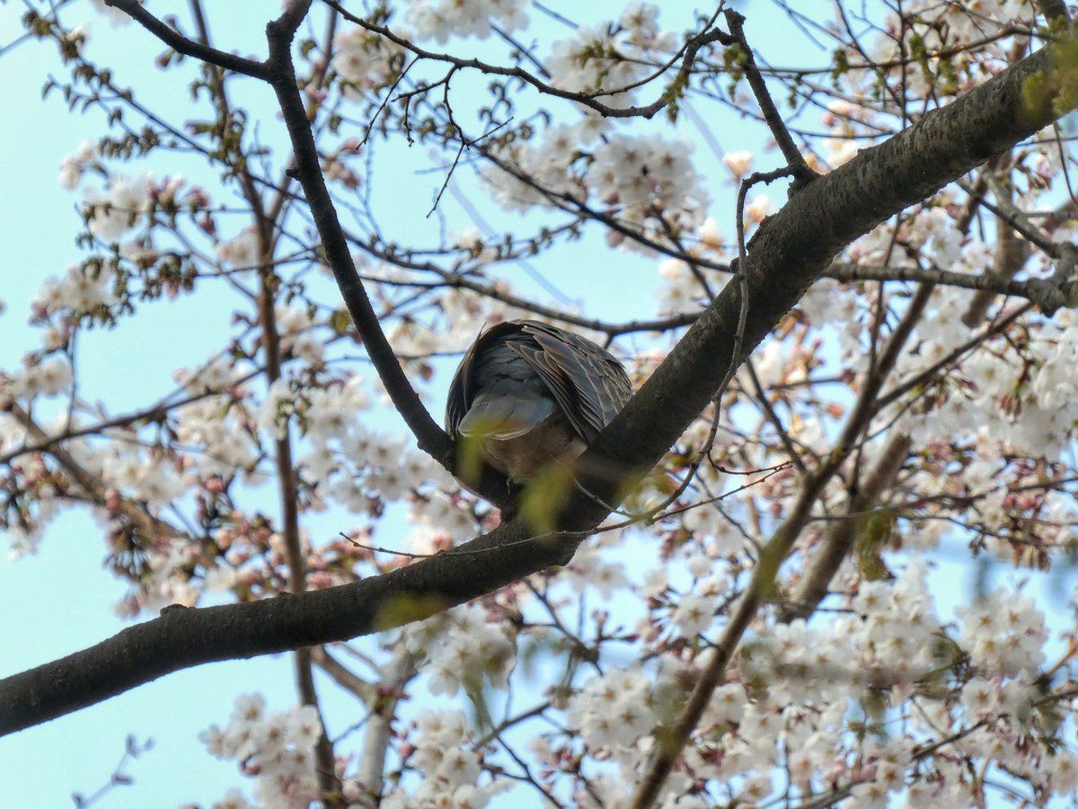 🐗 괴인 뿔엄니 tweet media