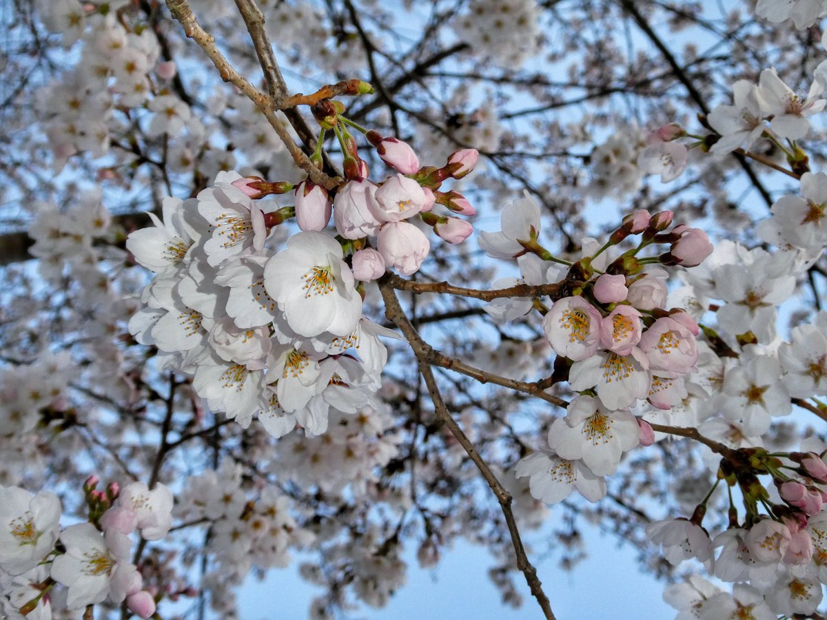 🐗 괴인 뿔엄니 tweet media