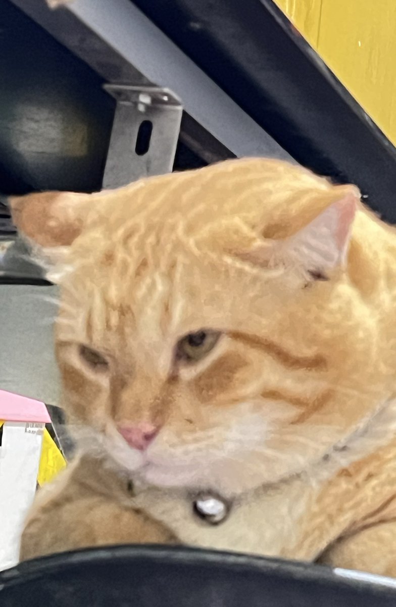 Pak RT Koko tweet media