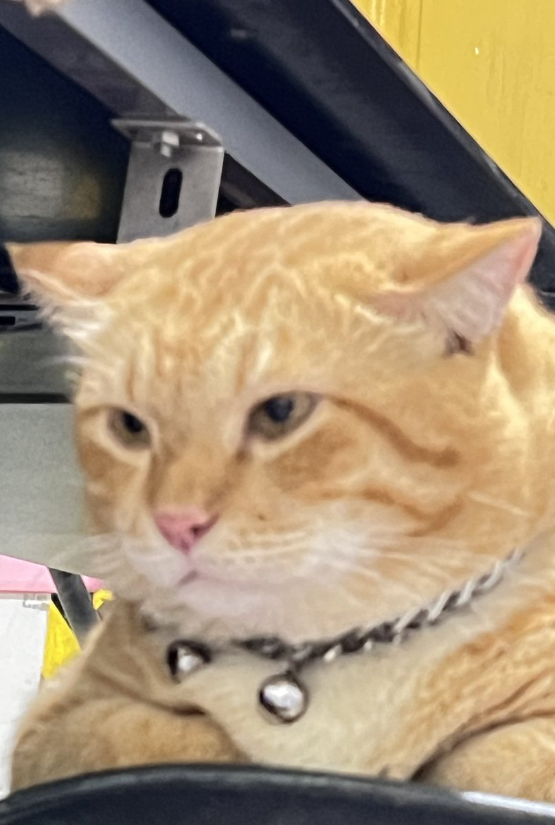 Pak RT Koko tweet media