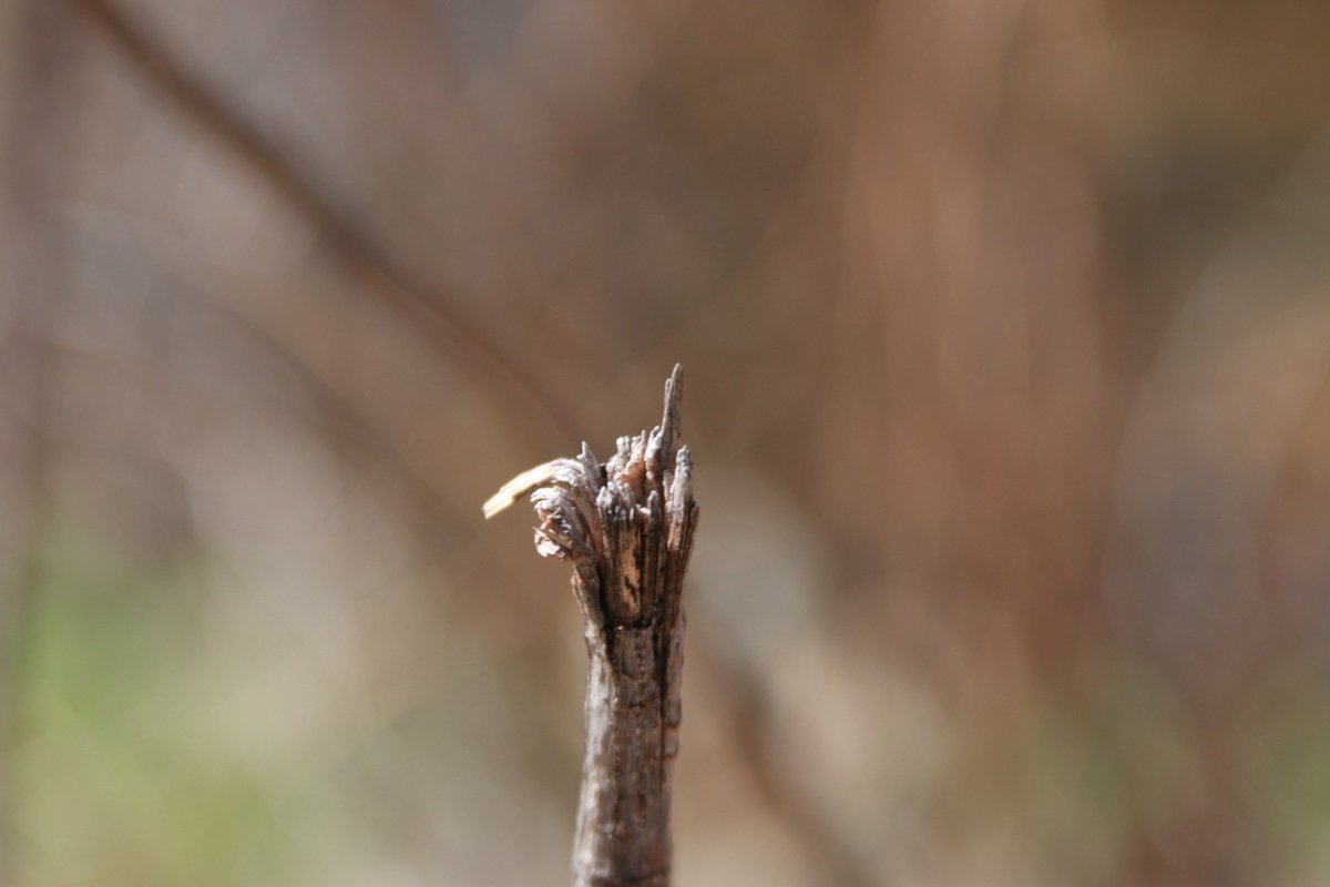 こまめ tweet media