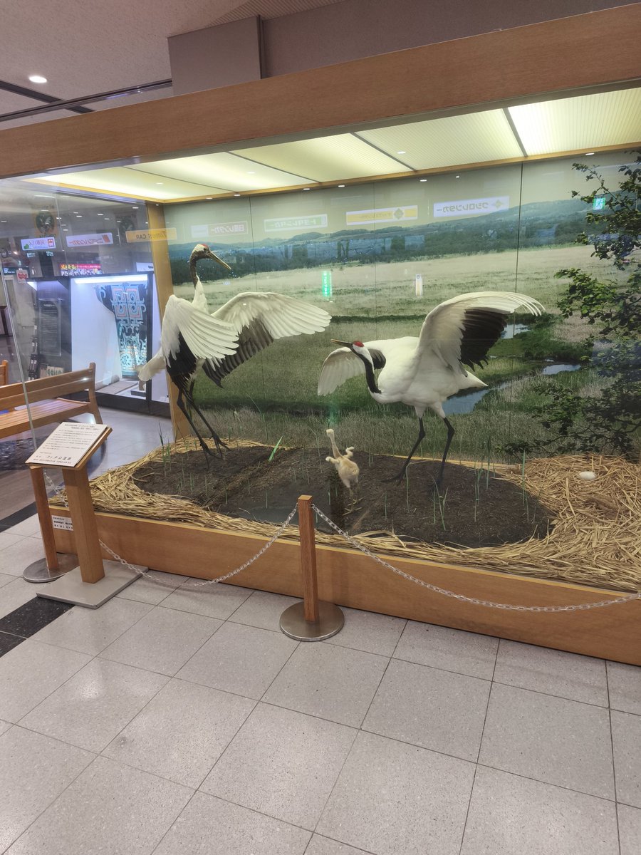 odam_u's tweet photo. どこかにマイルで釧路なう
#JAL https://t.co/UYBWXjmBoT