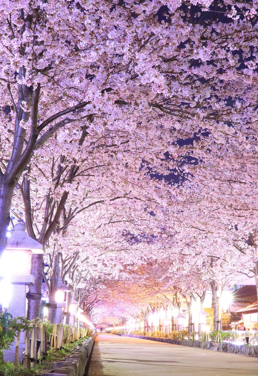 Lookintothebox's tweet photo. 桜マシマシ https://t.co/Xv4UB6vJgE