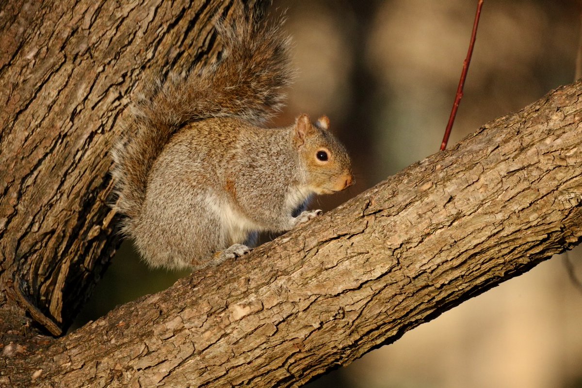 Sciuridaely 🐿 tweet media