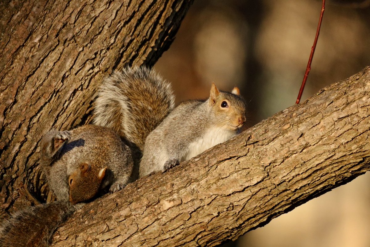 Sciuridaely 🐿 tweet media