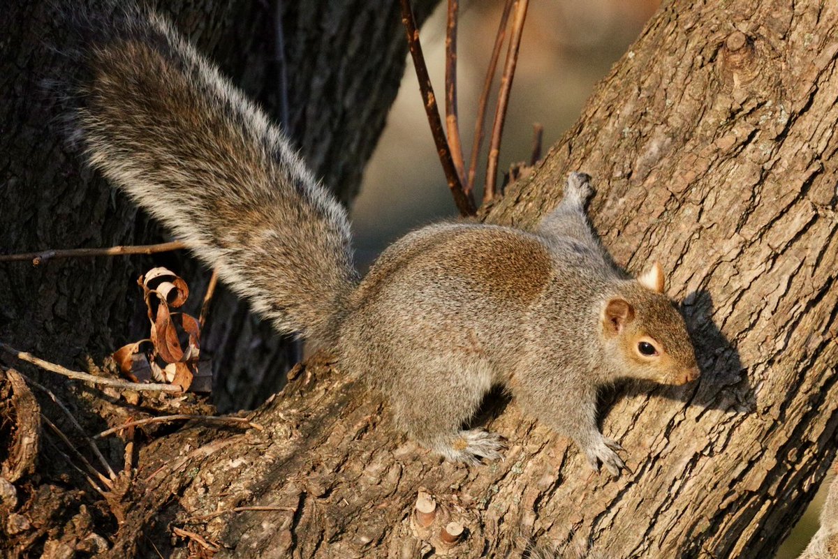 Sciuridaely 🐿 tweet media