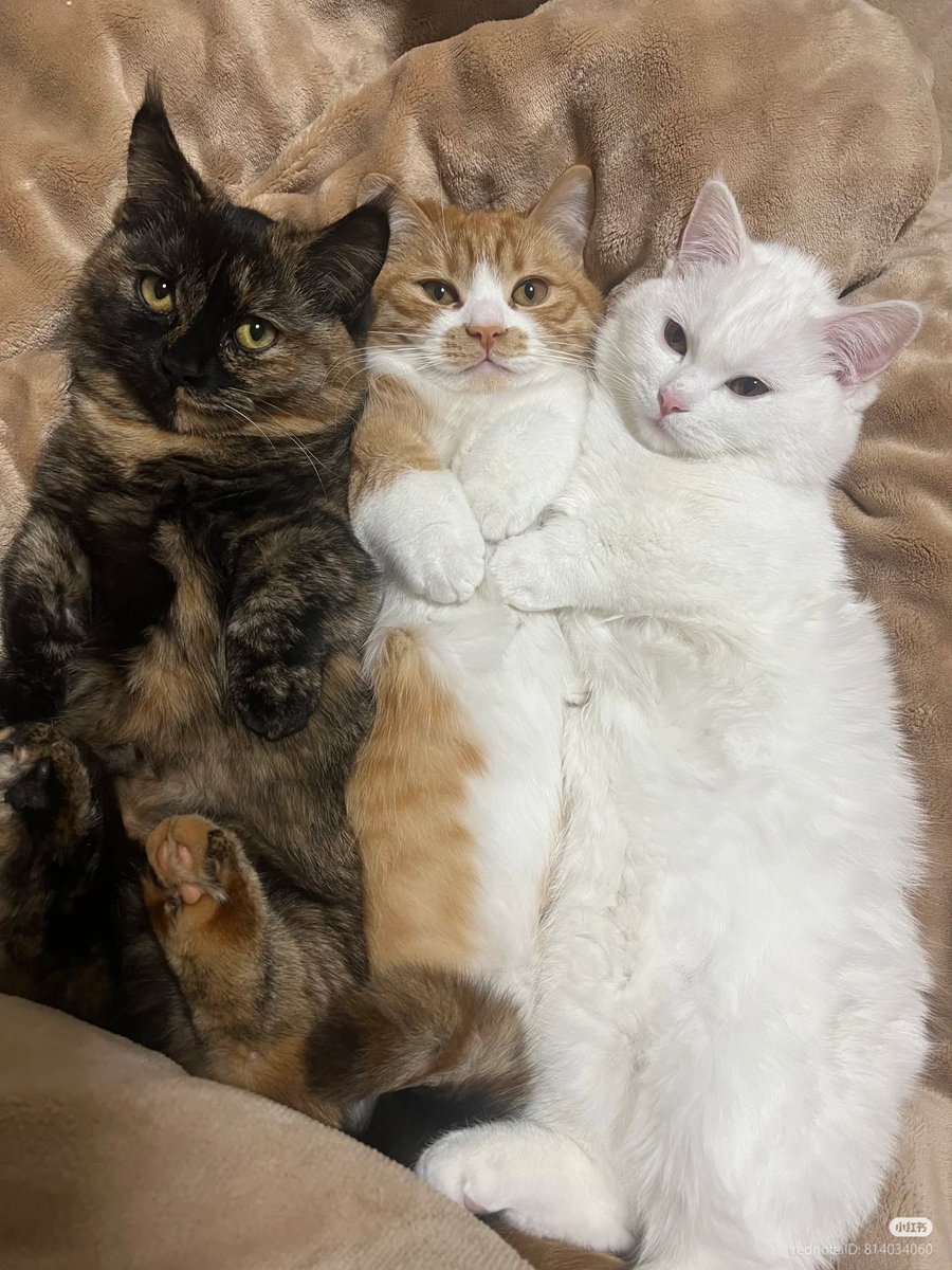 No Context Cats tweet media