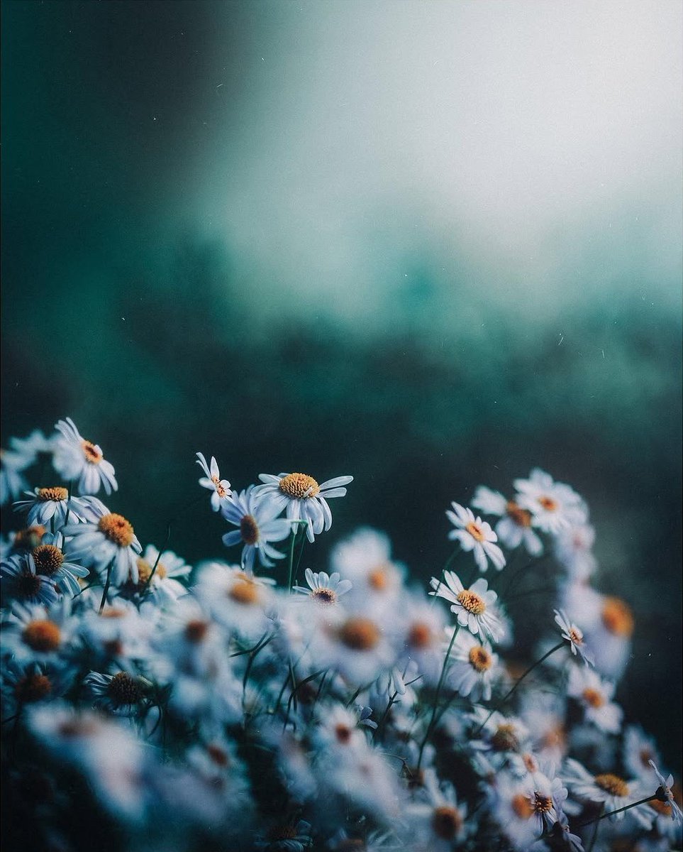 Monica AS tweet media