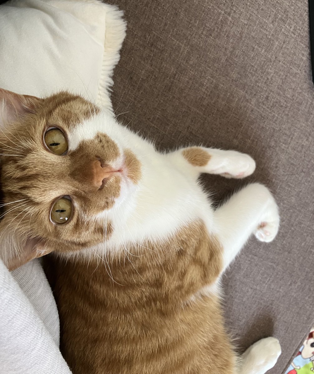 しっぽです。(飼い主くるみ🍊) tweet media