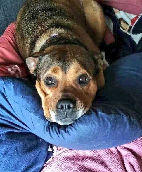 Senior Staffy Club Dog Rescue tweet media