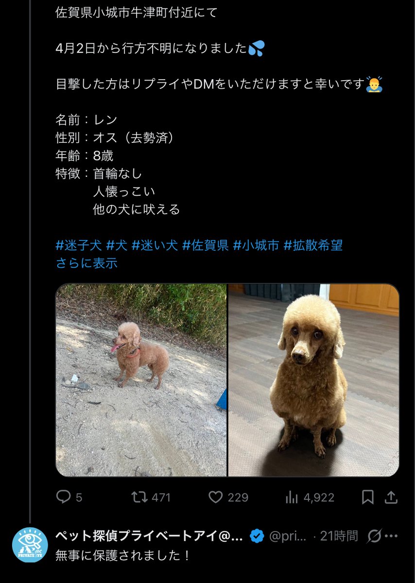 レア リリパットレーン 迷子の子犬 【公式通販】