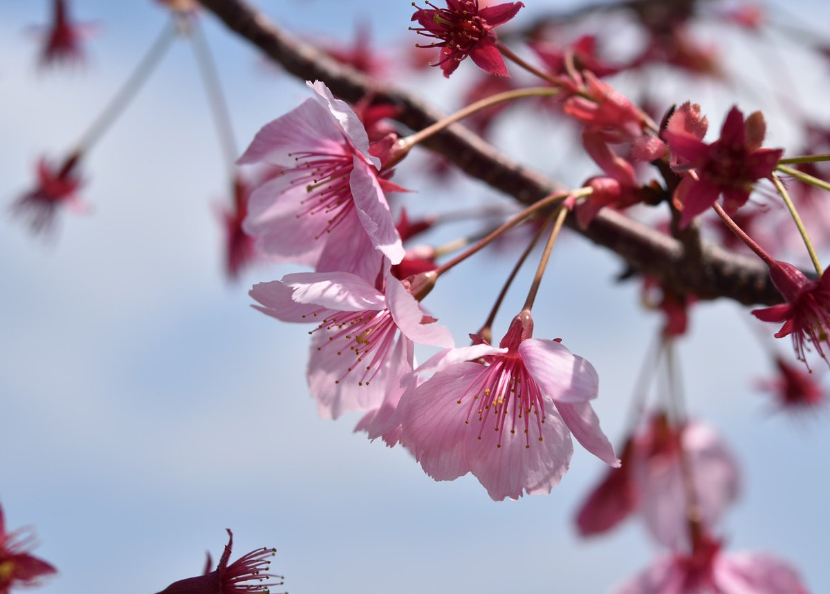 おりでちせ tweet media