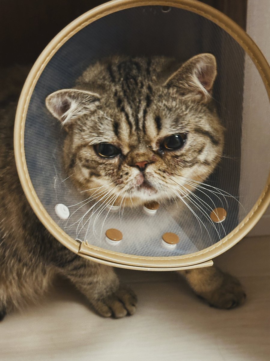 じろじろジロ帳 tweet media