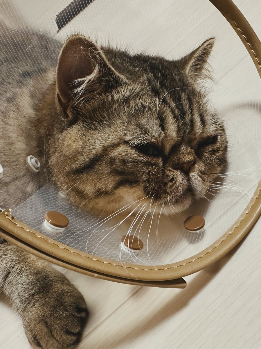 じろじろジロ帳 tweet media