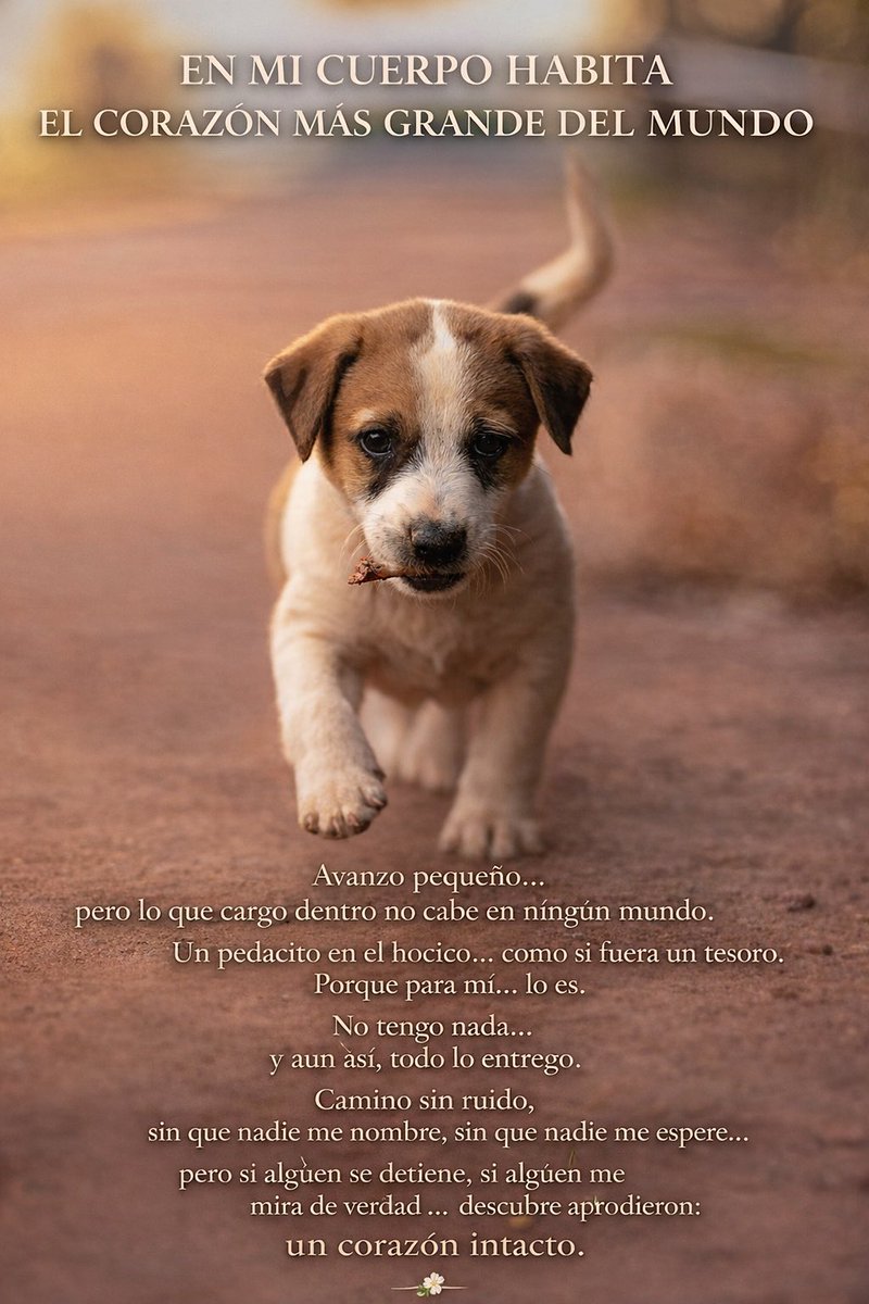 Almas De La Calle tweet media