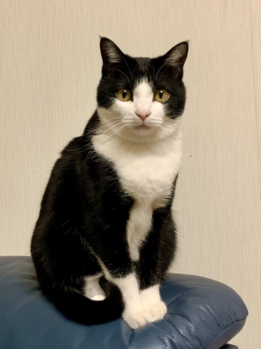 カツオ@ハチワレ tweet media