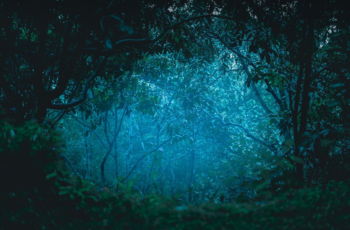 カラリア / 香りの定期便 tweet media