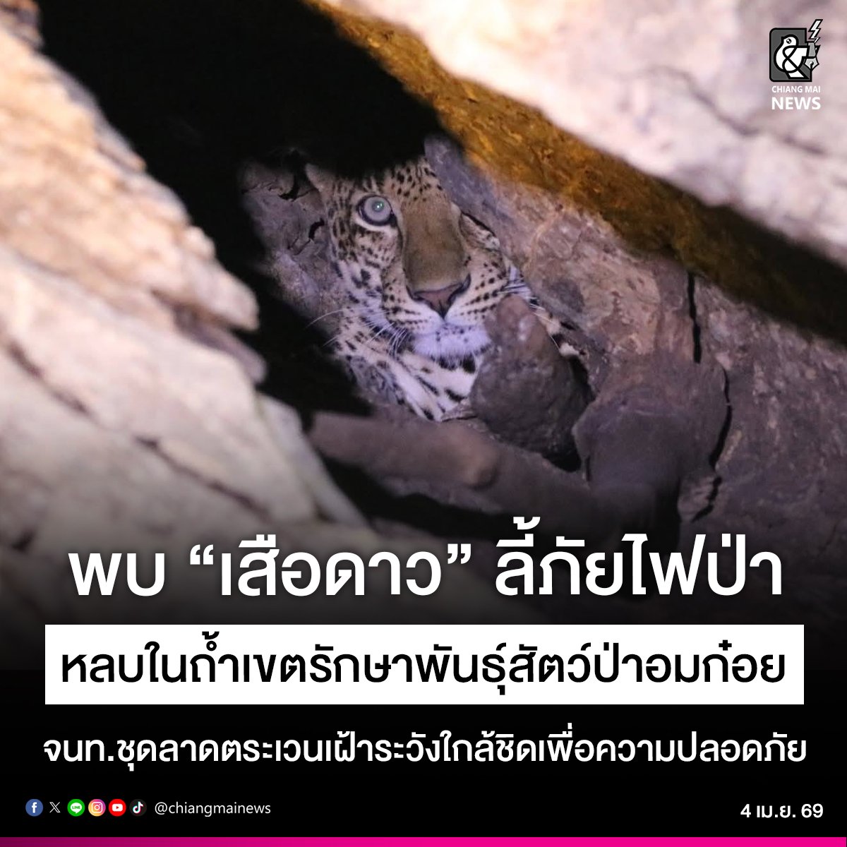 Chiang Mai News tweet media